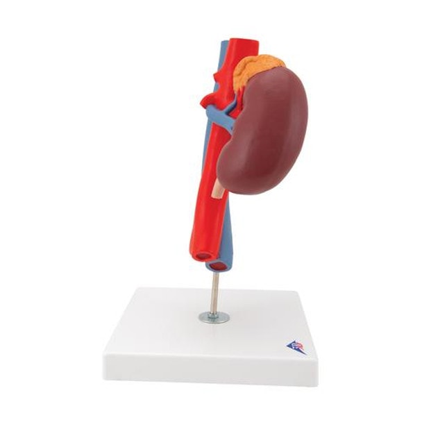 Kidney Anatomy Model With Vessels - Right Side View