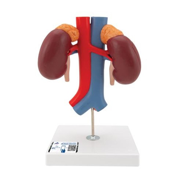 Kidney Anatomy Model With Vessels