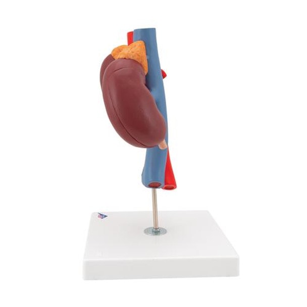 Kidney Anatomy Model With Vessels - Left Side View