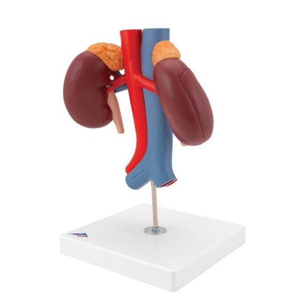 Kidney Anatomy Model With Vessels - Left Side View