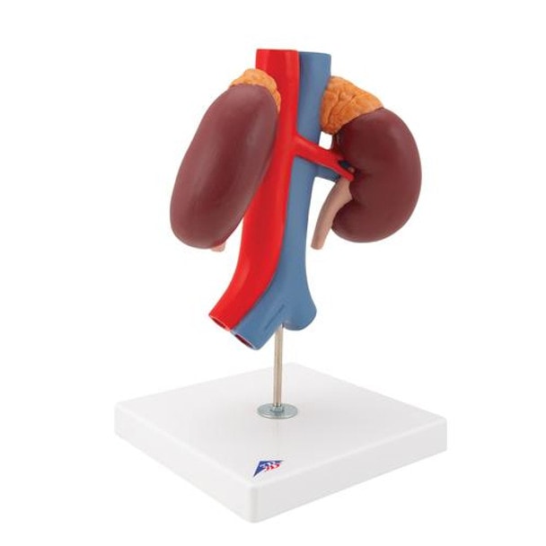 Kidney Anatomy Model With Vessels - Right Side View