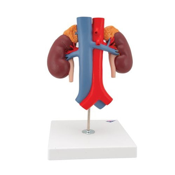 Kidney Anatomy Model With Vessels - Back View