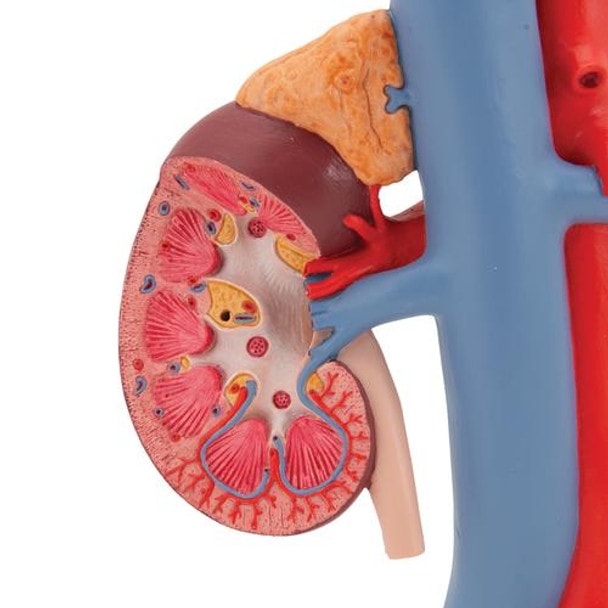 Kidney Anatomy Model With Vessels - Zoom View