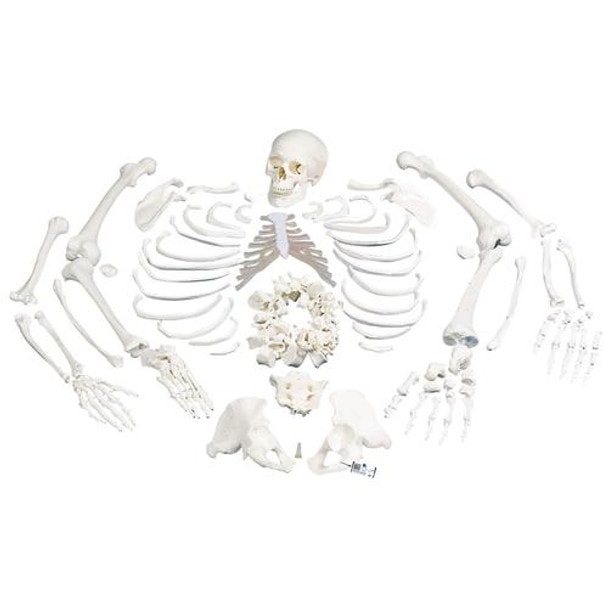 Disarticulated Human Skeleton Anatomy Model