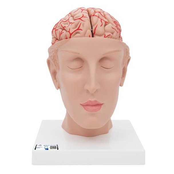 Half Human Head with Deluxe Brain with Arteries Anatomy Model