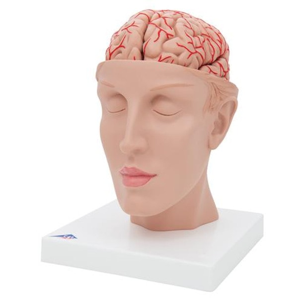 Half Human Head with Deluxe Brain with Arteries Anatomy Model