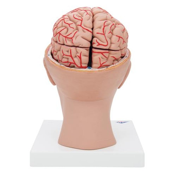 Half Human Head with Deluxe Brain with Arteries Anatomy Model