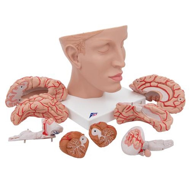 Half Human Head with Deluxe Brain with Arteries Anatomy Model