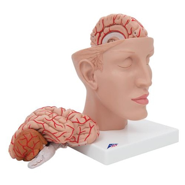 Half Human Head with Deluxe Brain with Arteries Anatomy Model