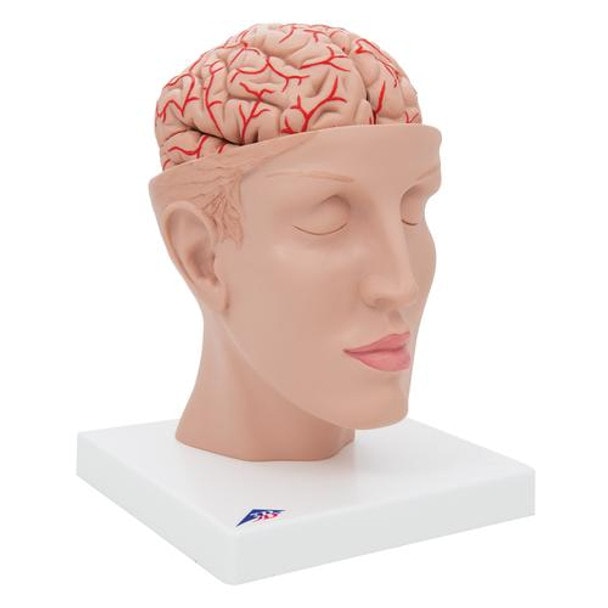 Half Human Head with Deluxe Brain with Arteries Anatomy Model