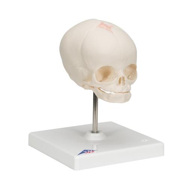 Human Fetal Skull Anatomy Model 30 Weeks Mounted On Stand