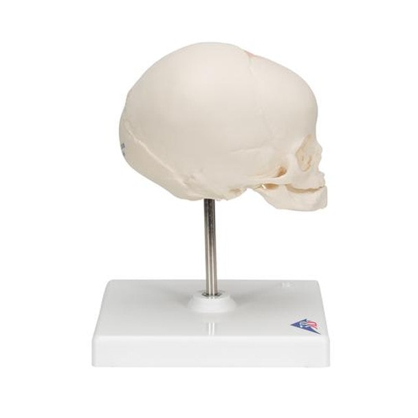 Human Fetal Skull Anatomy Model 30 Weeks Mounted On Stand - Right Side View