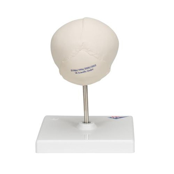 Human Fetal Skull Anatomy Model 30 Weeks Mounted On Stand - Back View