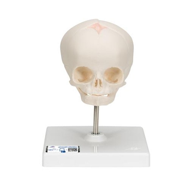 Human Fetal Skull Anatomy Model 30 Weeks Mounted On Stand