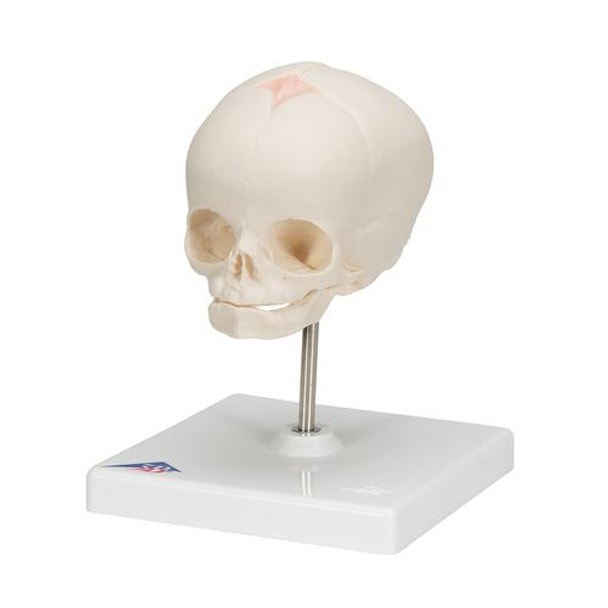 Human Fetal Skull Anatomy Model (30 Weeks) Mounted On Stand