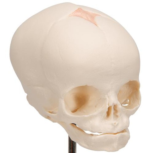 Human Fetal Skull Anatomy Model 30 Weeks Mounted On Stand - Zoom View