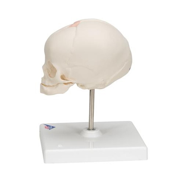 Human Fetal Skull Anatomy Model 30 Weeks Mounted On Stand - Left Side View