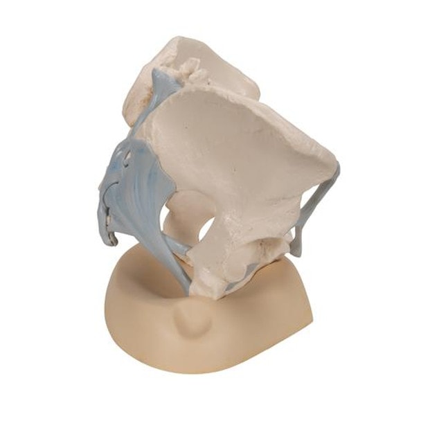 Female Pelvis Anatomy Model With Ligaments 3 Parts
