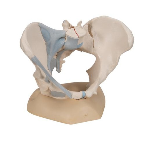 Female Pelvis Anatomy Model With Ligaments 3 Parts