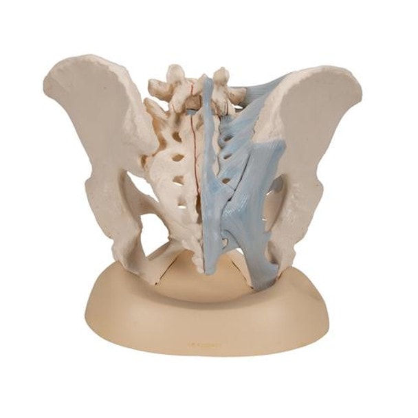 Female Pelvis Anatomy Model With Ligaments 3 Parts