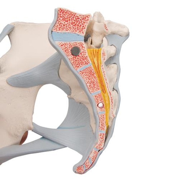 Female Pelvis Anatomy Model With Ligaments 3 Parts