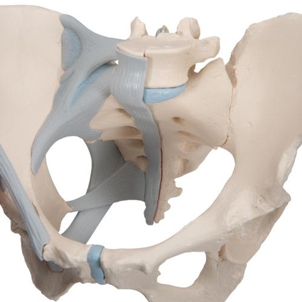 Female Pelvis Anatomy Model With Ligaments 3 Parts