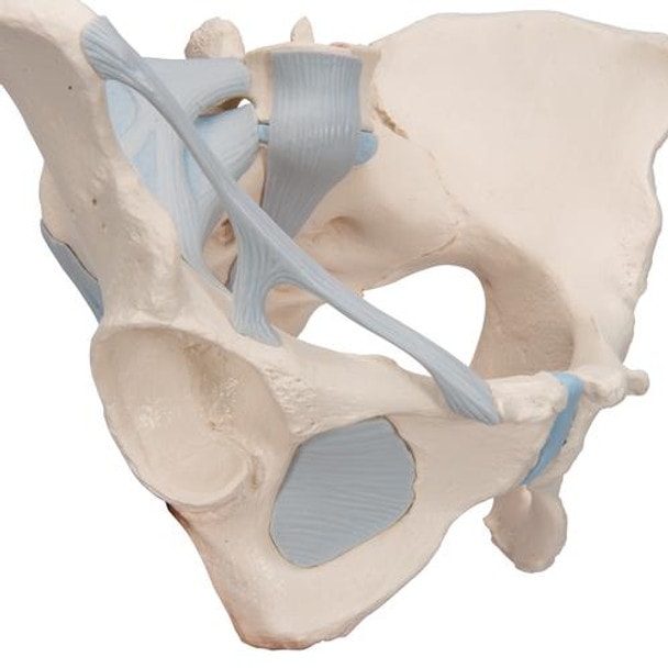 Female Pelvis Anatomy Model With Ligaments 3 Parts