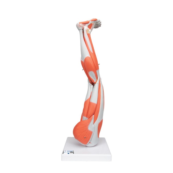 Muscle Leg Model, 3/4 Life-Size, 9-Part Anatomy Model