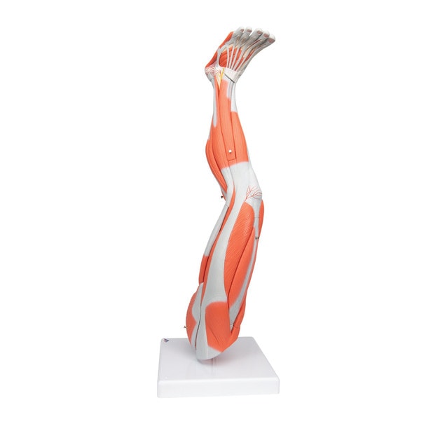 Muscle Leg Model, 3/4 Life-Size, 9-Part Anatomy Model