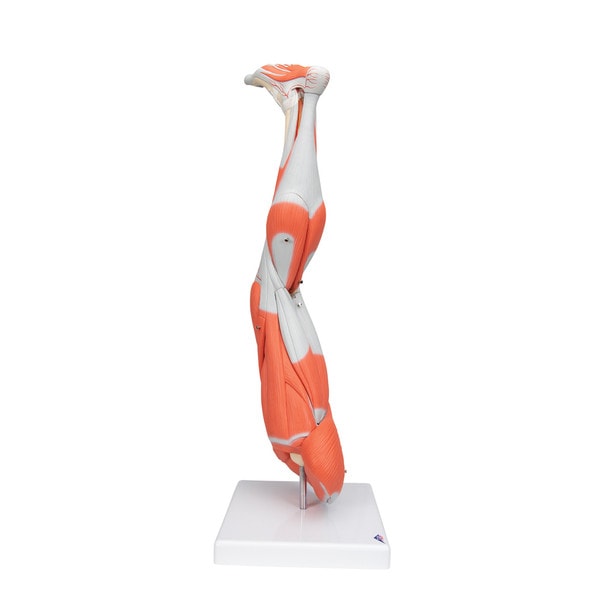 Muscle Leg Model, 3/4 Life-Size, 9-Part Anatomy Model