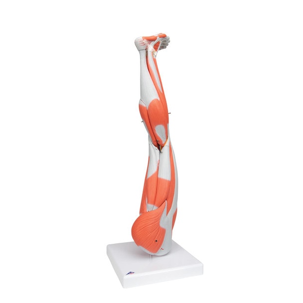 Muscle Leg Model, 3/4 Life-Size, 9-Part Anatomy Model