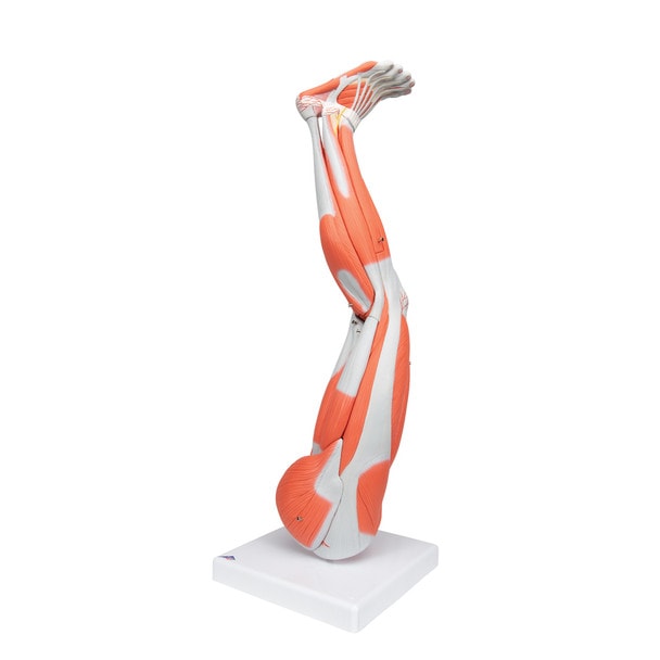 Muscle Leg Model, 3/4 Life-Size, 9-Part Anatomy Model