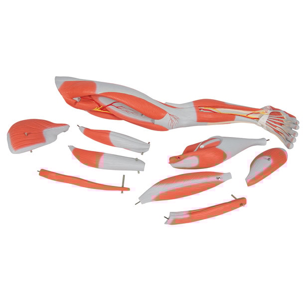 Muscle Leg Model, 3/4 Life-Size, 9-Part Anatomy Model
