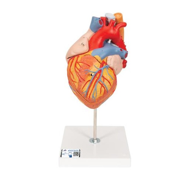 Human Heart Anatomy Model With Oesophagus and Trachea