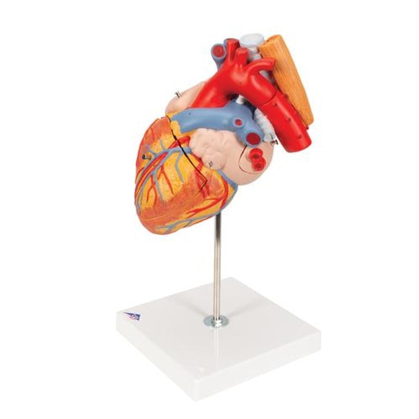 Human Heart Anatomy Model With Oesophagus and Trachea