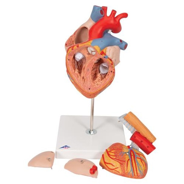 Human Heart Anatomy Model With Oesophagus and Trachea