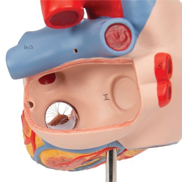 Human Heart Anatomy Model With Oesophagus and Trachea