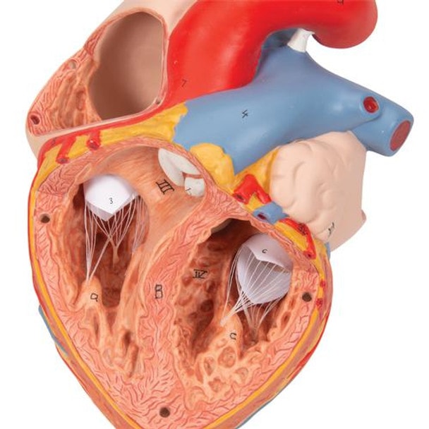Human Heart Anatomy Model With Oesophagus and Trachea