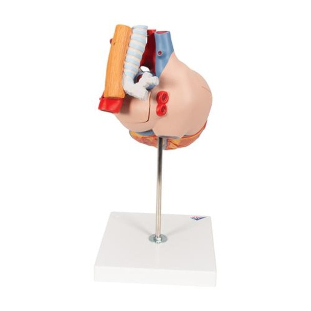 Human Heart Anatomy Model With Oesophagus and Trachea