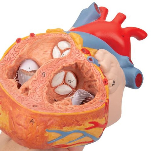 Human Heart Anatomy Model With Oesophagus and Trachea