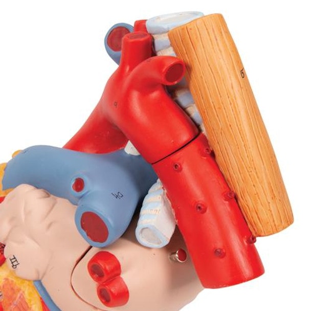 Human Heart Anatomy Model With Oesophagus and Trachea