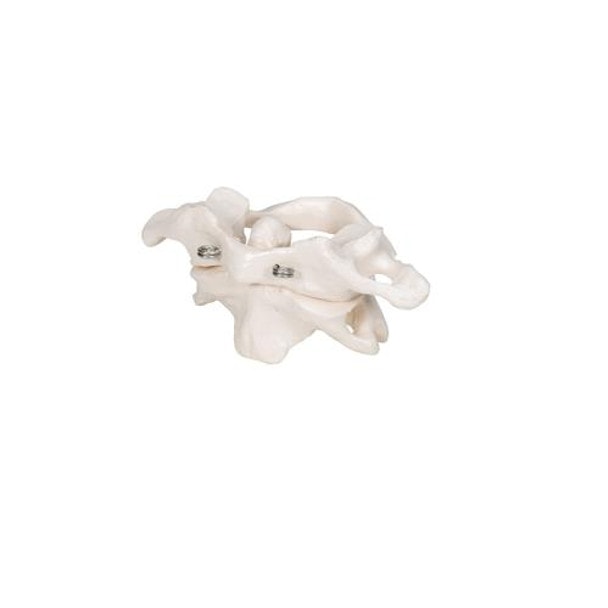 Atlas and Axis Bones Anatomy Model Without Stand