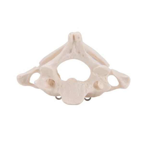 Atlas and Axis Bones Anatomy Model Without Stand