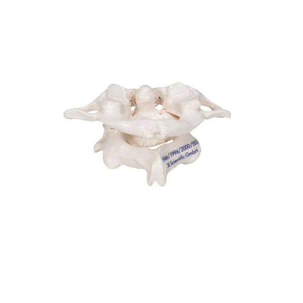 Atlas and Axis Bones Anatomy Model Without Stand
