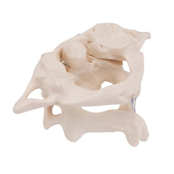Atlas and Axis Bones Anatomy Model Without Stand