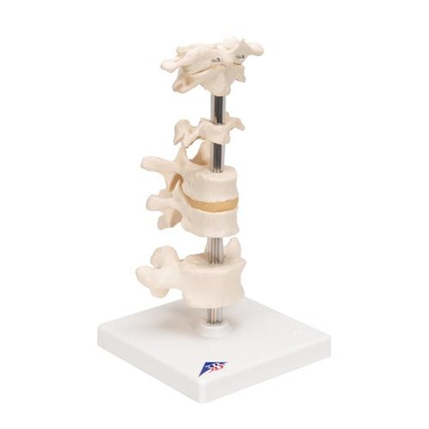 6 Mounted Vertebrae Anatomy Model