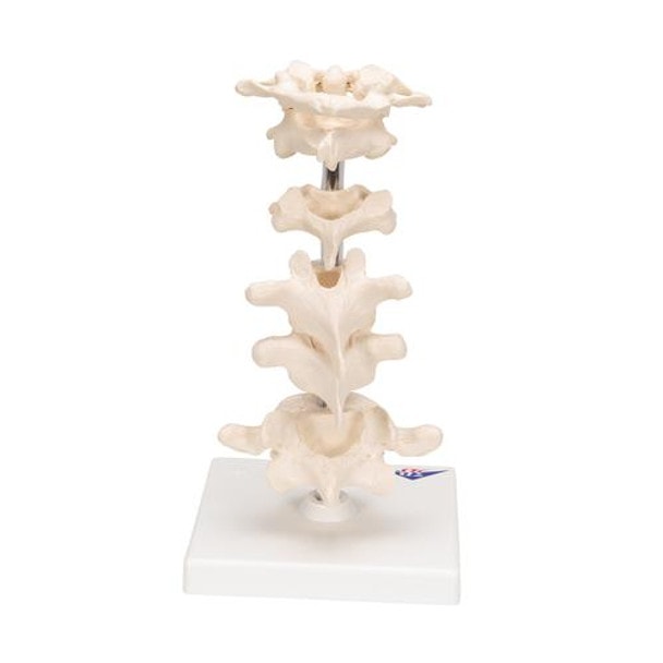 6 Mounted Vertebrae Anatomy Model