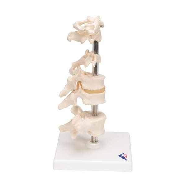 6 Mounted Vertebrae Anatomy Model