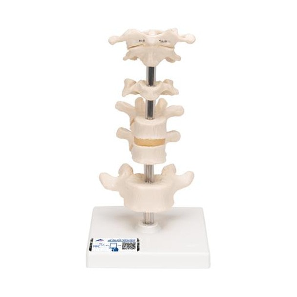 6 Mounted Vertebrae Anatomy Model