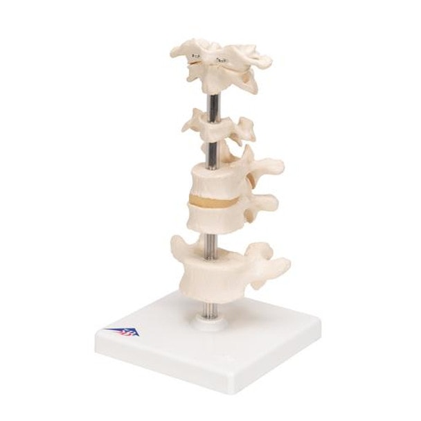 6 Mounted Vertebrae Anatomy Model
